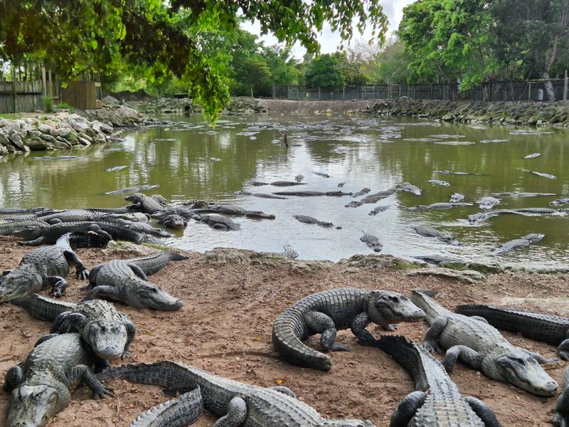 Everglades Alligator Farm (Homestead)