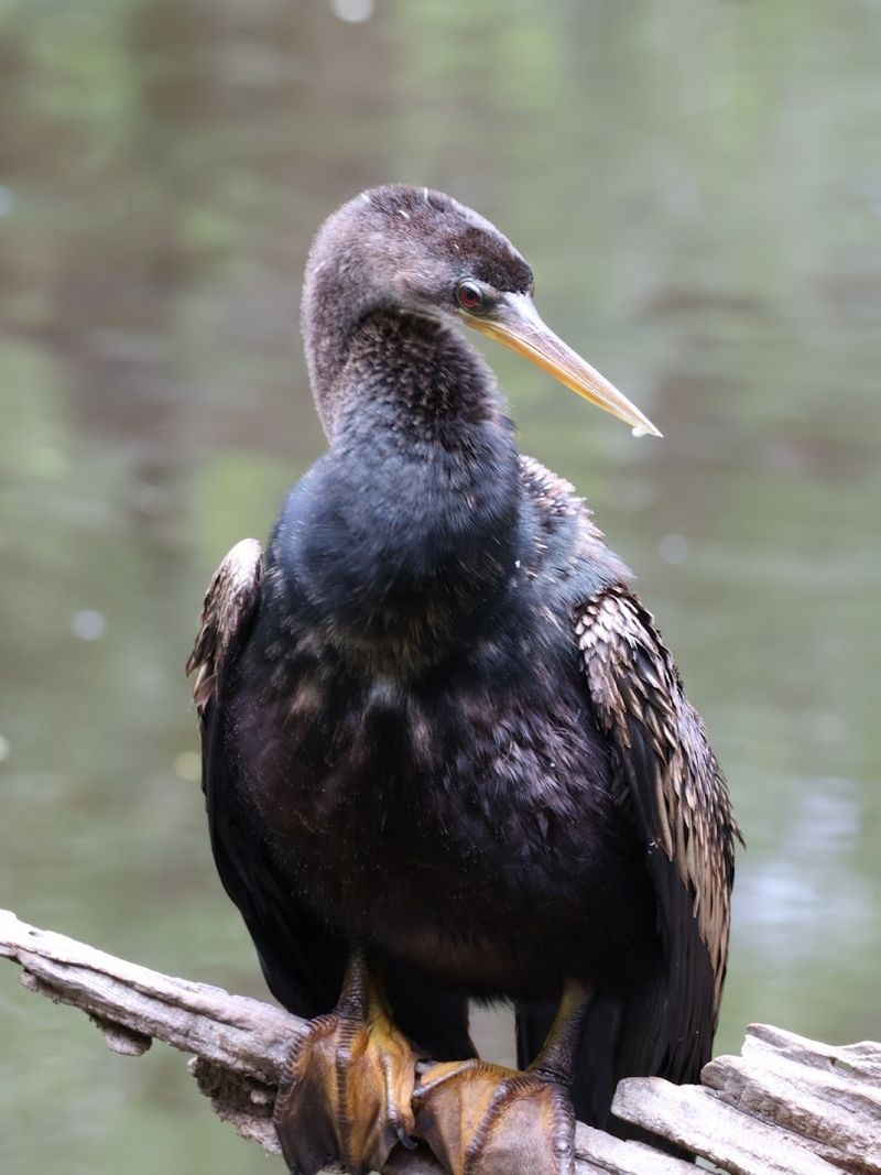 Six Mile Cypress Slough Preserve (Fort Myers | Lee County)