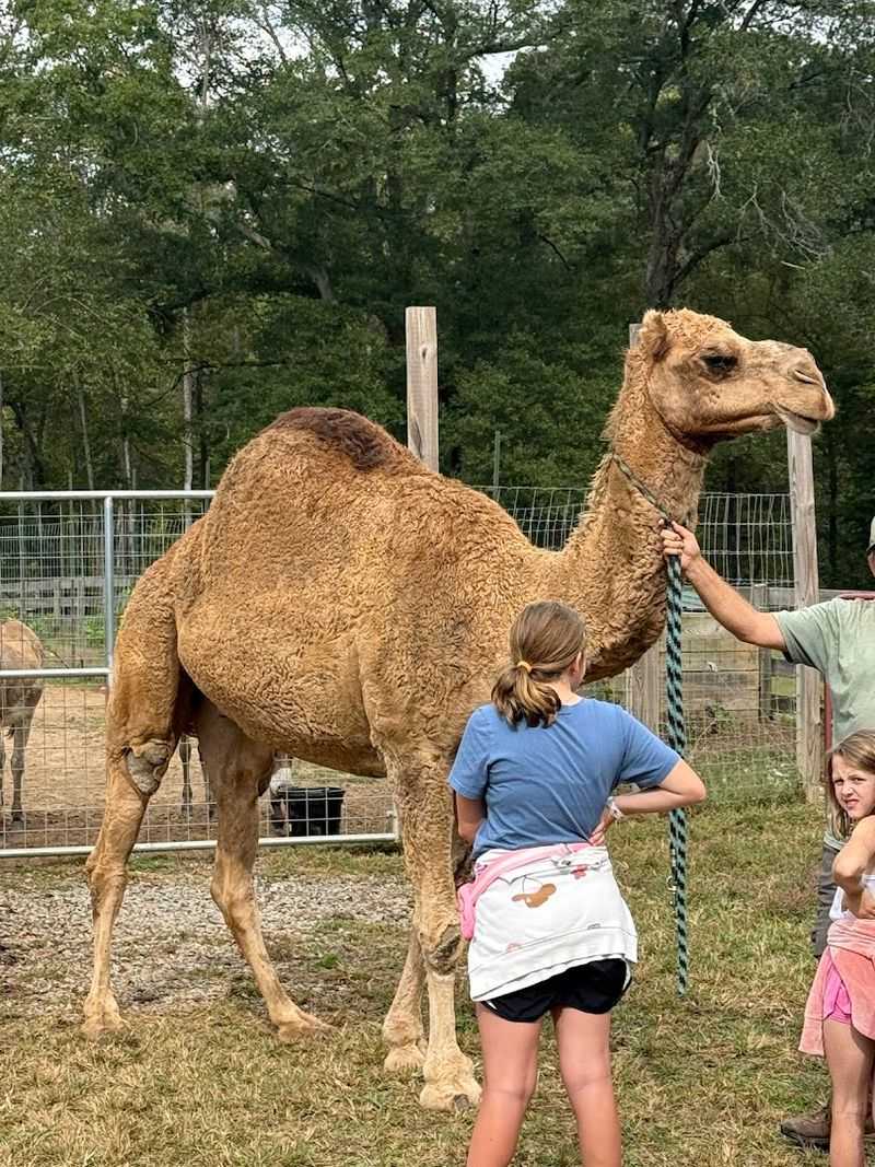 More Than Just Kangaroos and Sloths