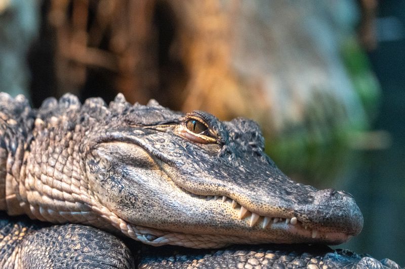Come Face-to-Face With a Giant Alligator