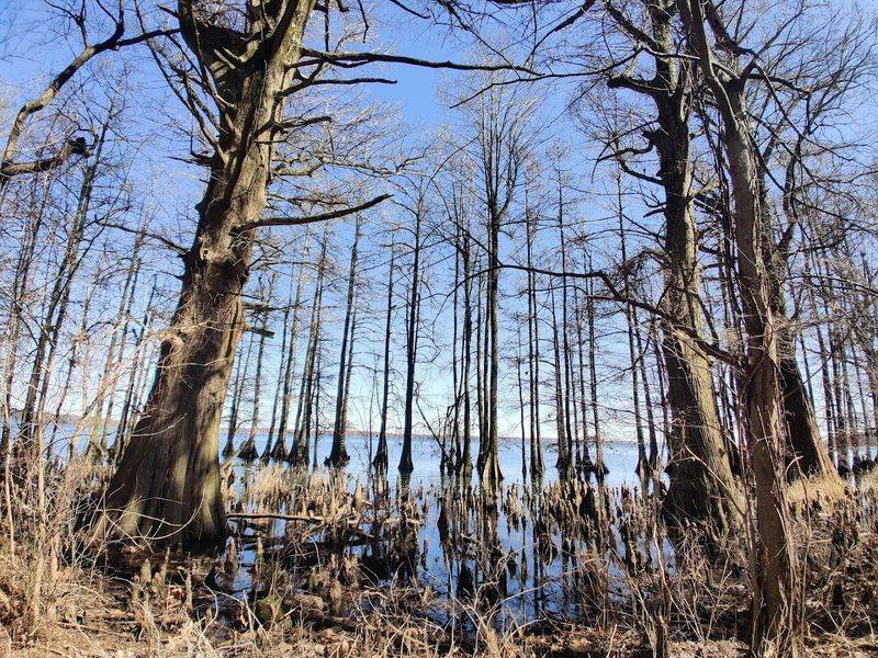 Reelfoot Lake State Park