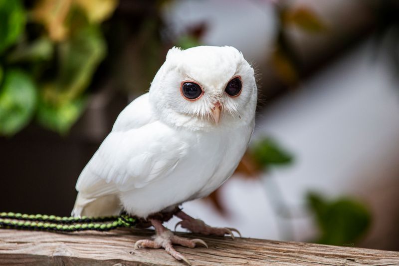 Peace River Wildlife Center