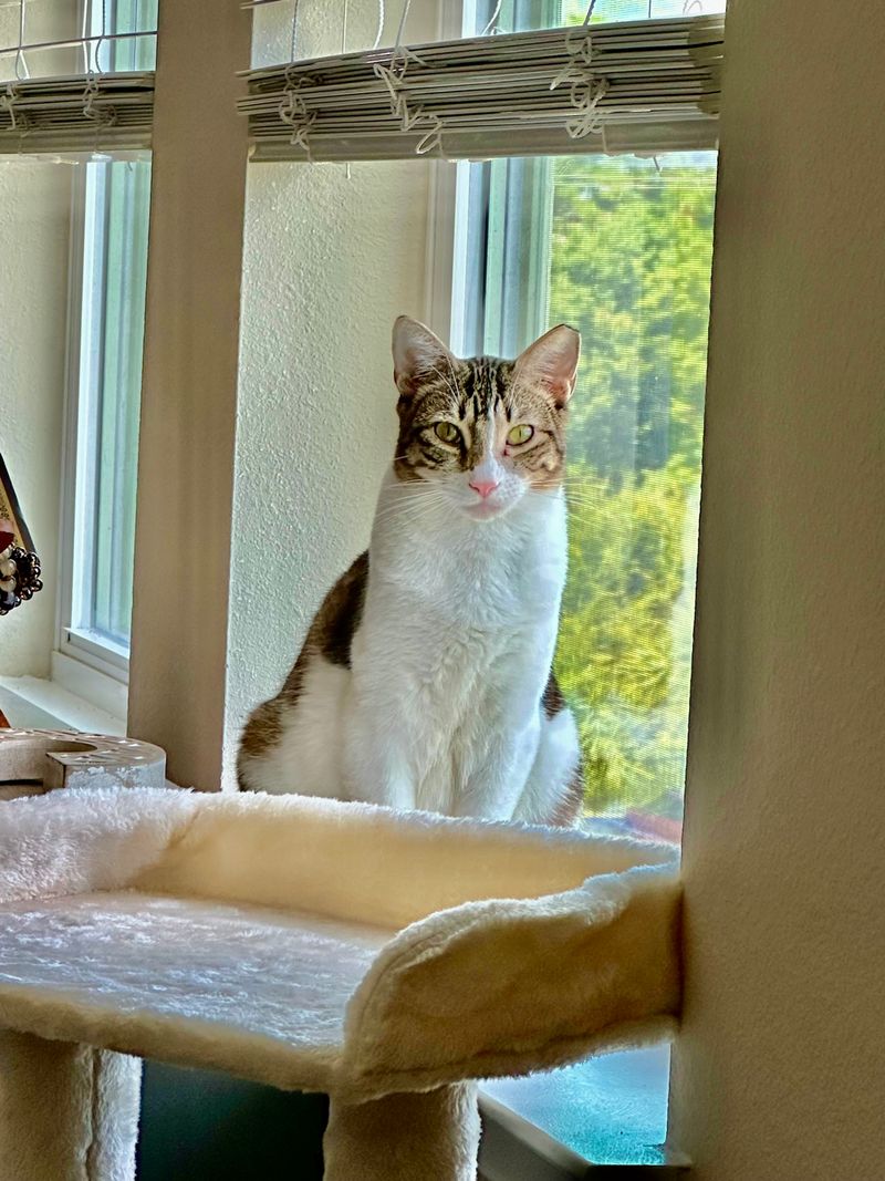 How the Cat Café Experience Works 