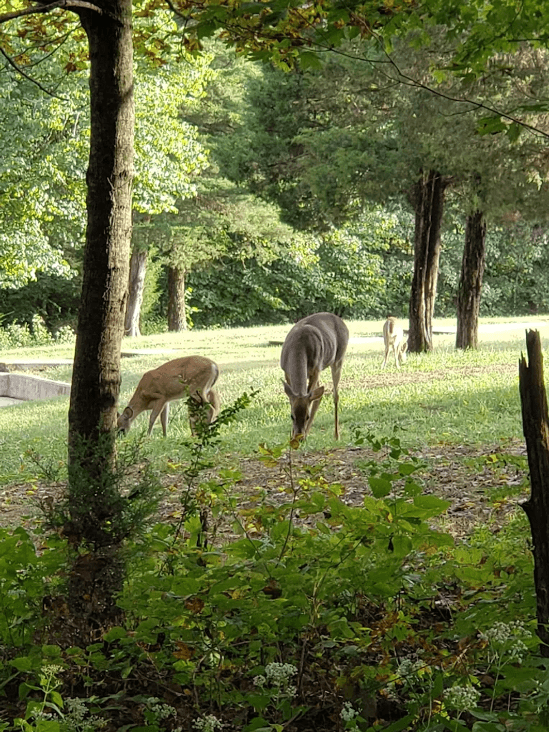 An Outdoor Adventure Awaits at Rotary Park in Clarksville, Tennessee