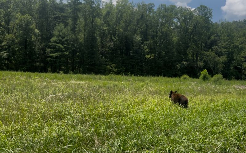 Wildlife and Nature You Might Spot Along the Way