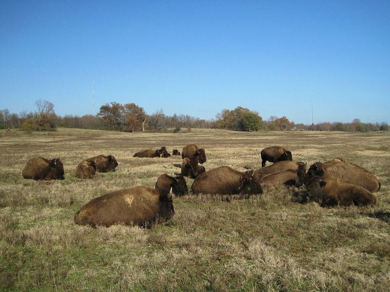See the Bison Herd on the Chickasaw Trail
