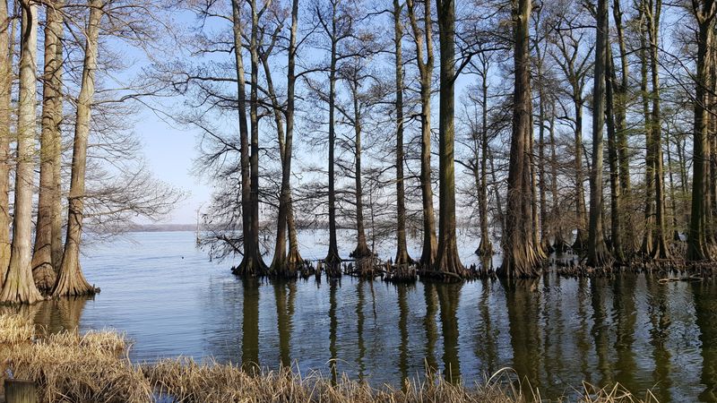 Reelfoot Lake