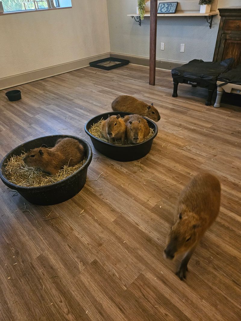 How the Capybara Café Experience Works (What You Can and Can't Do)