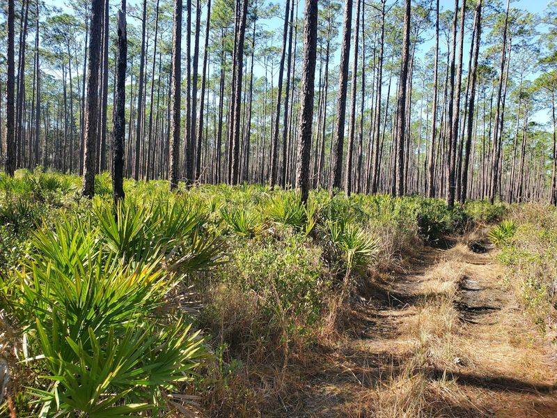 Osceola National Forest - Nice Wander Loop (near Olustee)