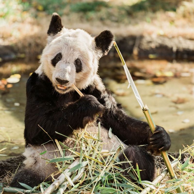Memphis Zoo - Panda Legacy