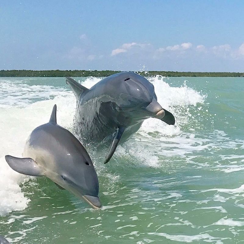 The Florida Island Known for Dolphins That “Wave” at Visitors