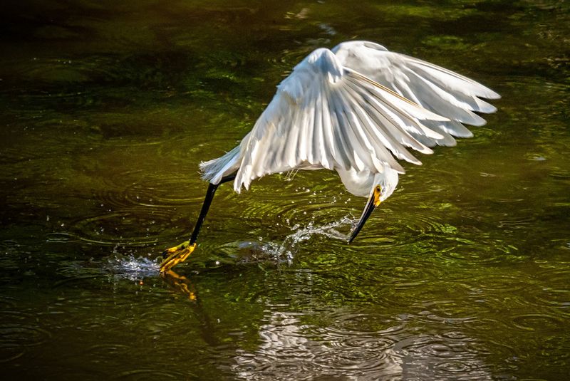 This 13,000-Acre Florida Bird Sanctuary Draws Photographers Worldwide During Nesting Season