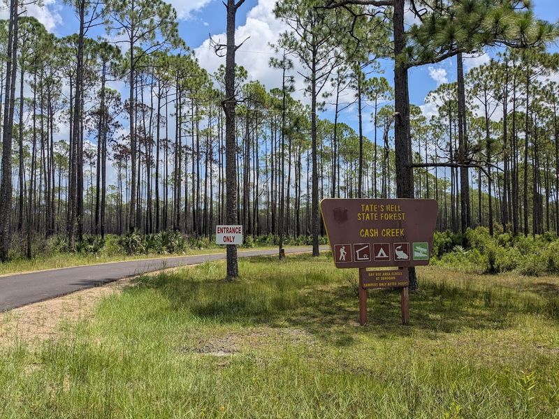 Paddling Tate's Hell State Forest