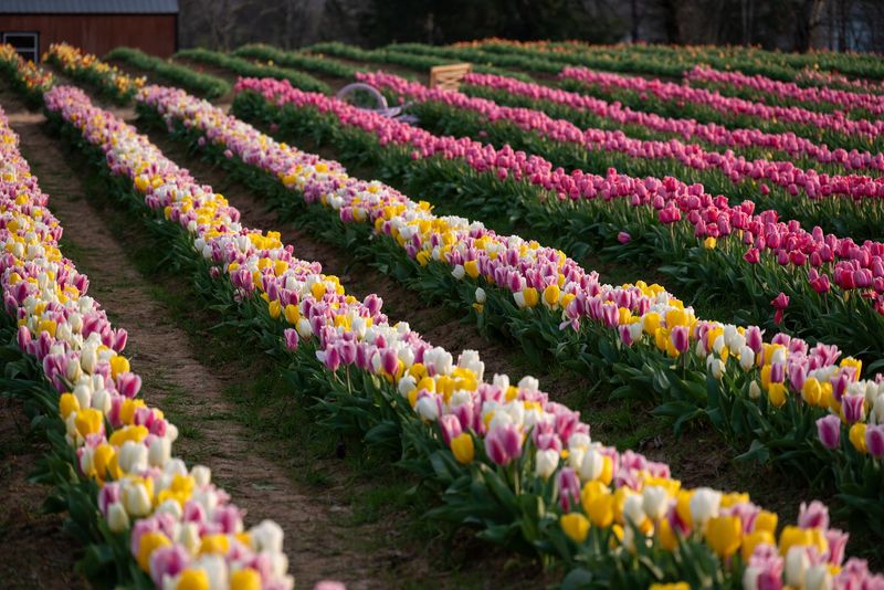 Roberts Five Farm (Sparta)