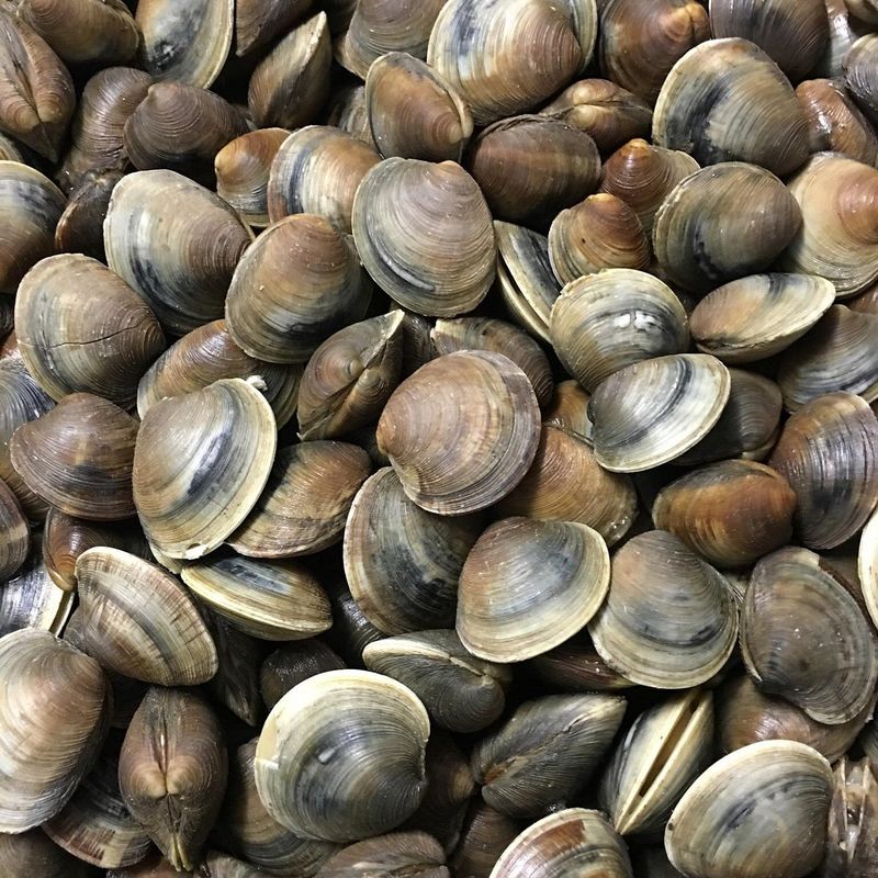 Slurping Cedar Key Clams