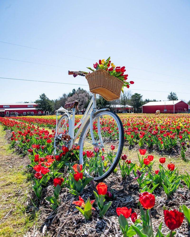 When to Visit for Peak Bloom