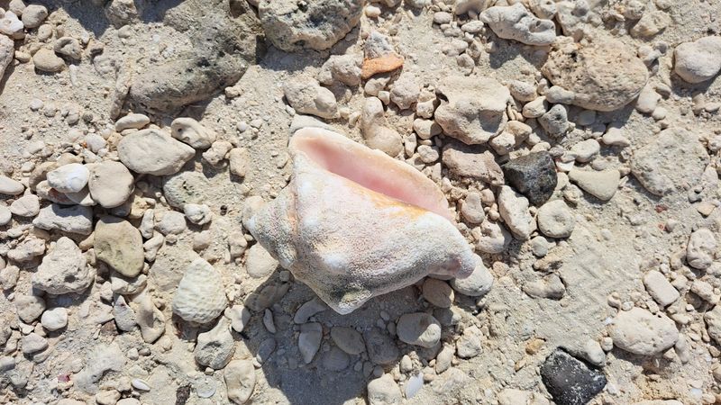 Shelling Secrets And Sandbar Treasure Hunts