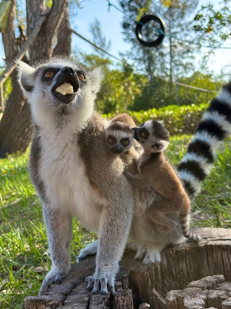 Lemur Playtime at Naples Zoo