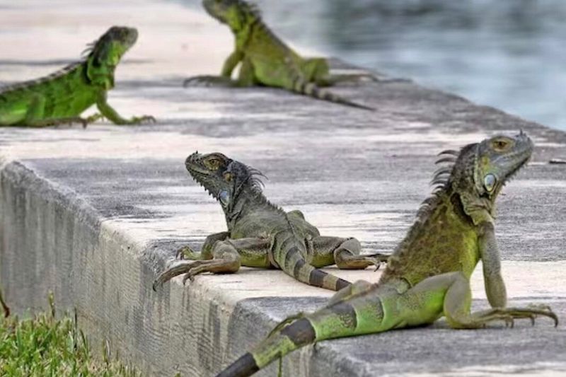 Wildlife shows up in places it shouldn’t