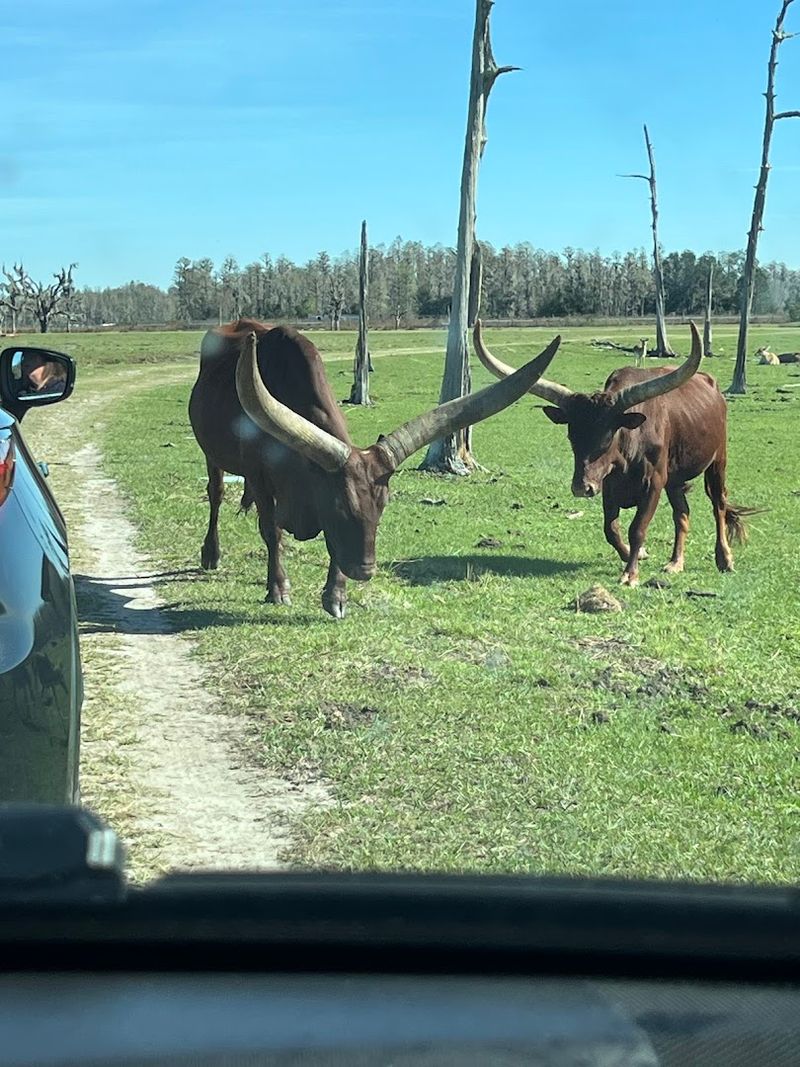 Safari Wilderness Ranch (Lakeland)