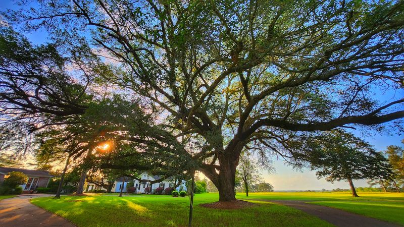 The Grounds And Live Oaks
