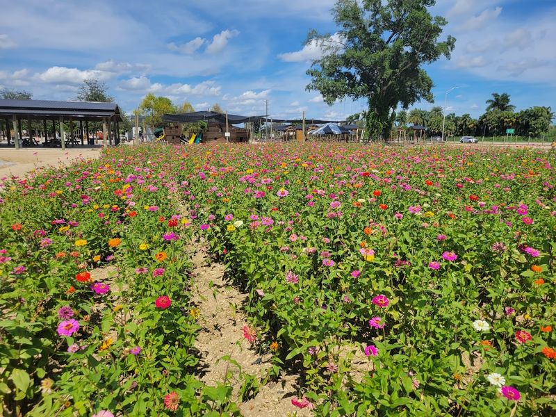 Hayrides Through the Blooms
