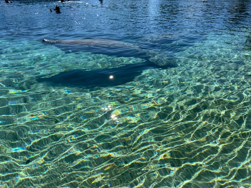 Respecting Wildlife And Preserving The Springs