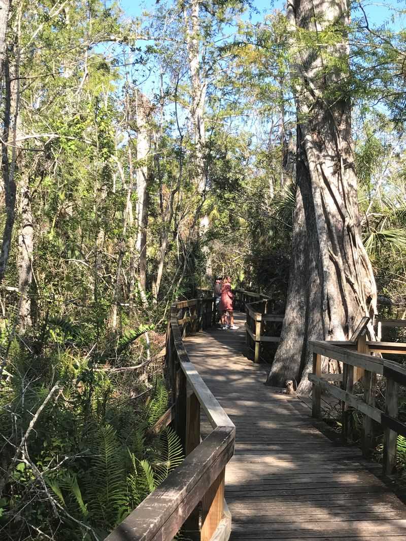 Fakahatchee Strand Preserve State Park