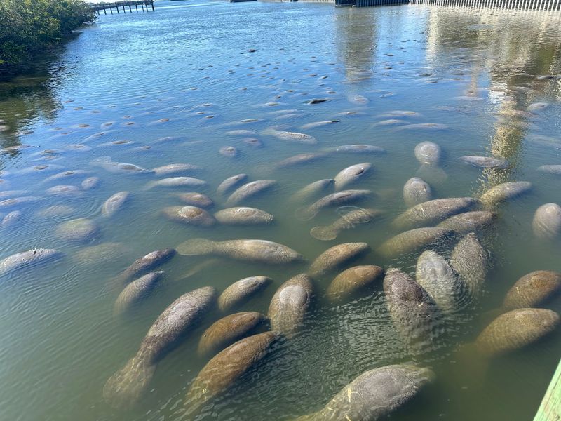 TECO Manatee Viewing Center (Apollo Beach)
