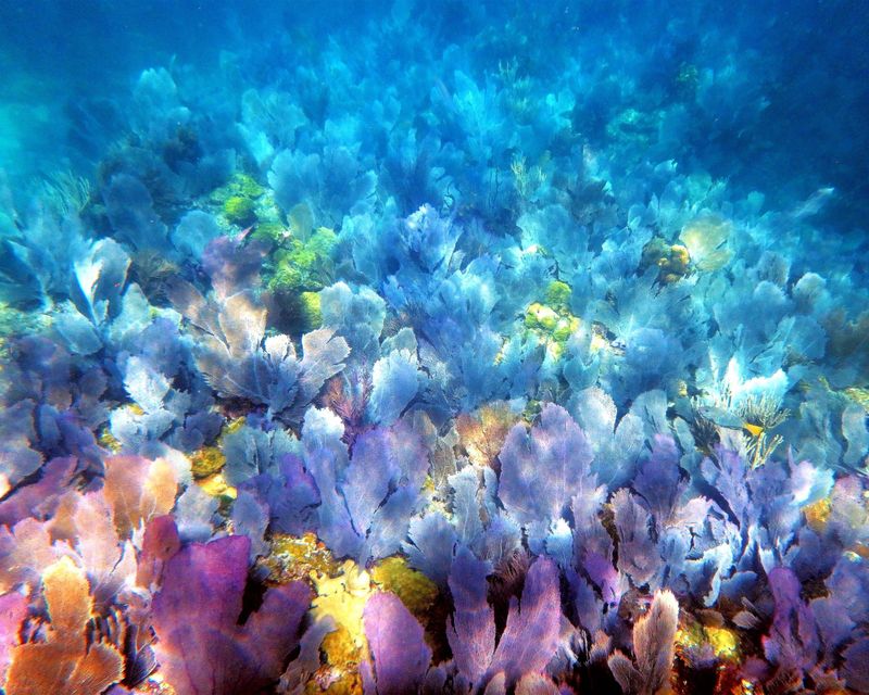 Swim With Tropical Fish On The Colorful Reefs Off Islamorada