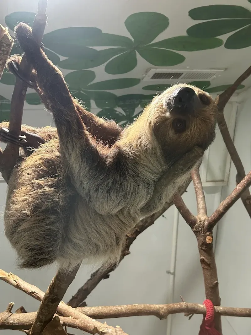 Holding a Sloth? Here's What That's Really Like