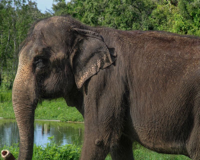 Myakka Elephant Ranch (Myakka City)