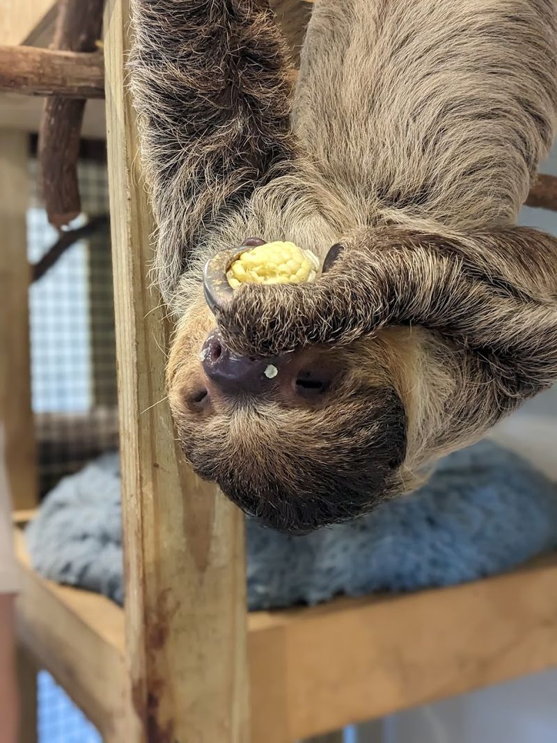 Sloth Meet and Greet