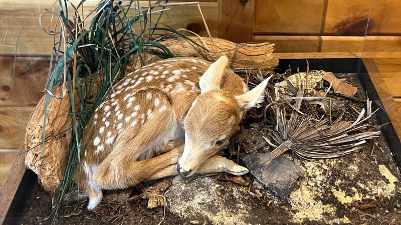 National Key Deer Refuge (Big Pine Key)