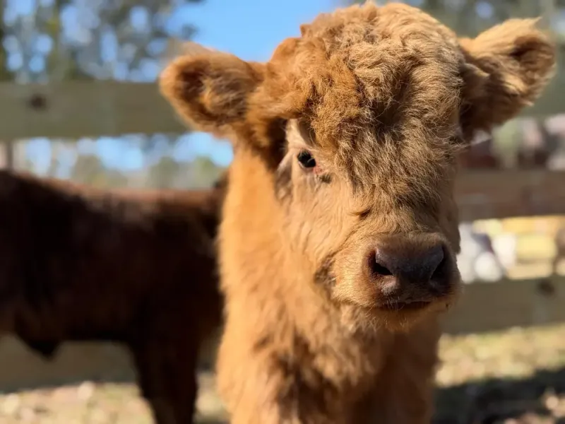 Cafe Sips And Treats