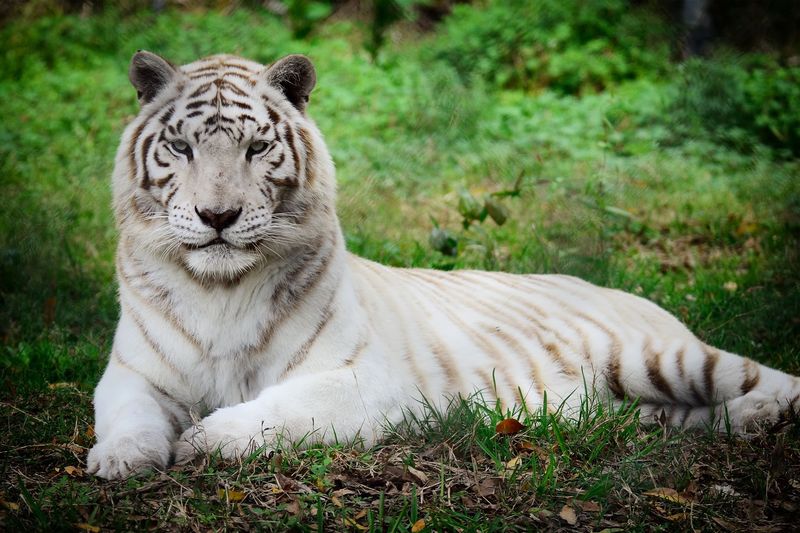 Catty Shack Ranch Wildlife Sanctuary