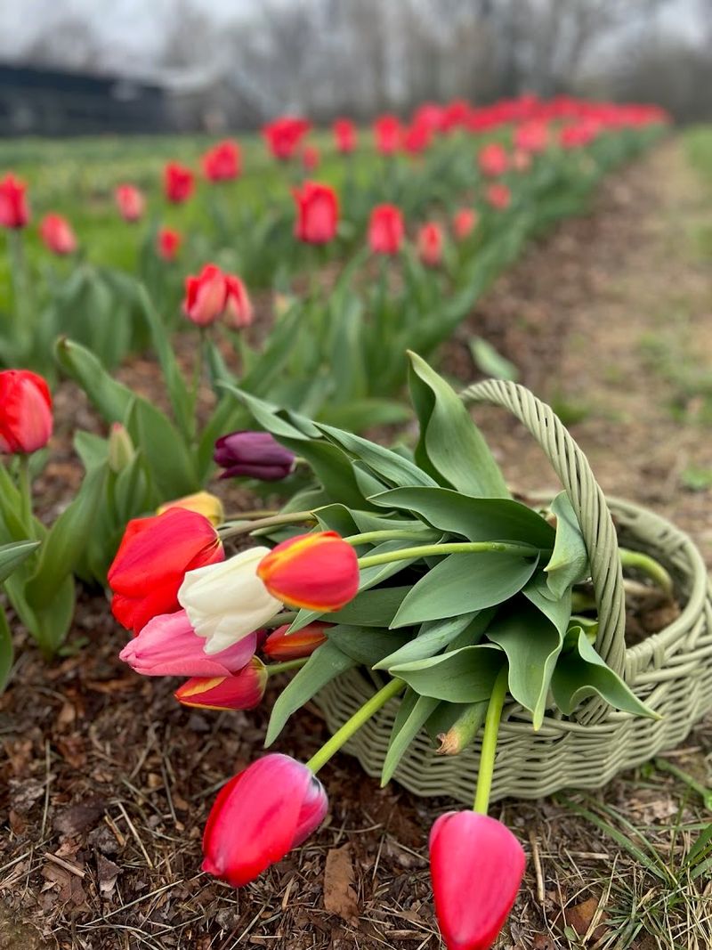 Little Creek Flowers (Cookeville)