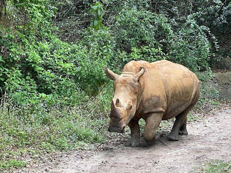 Disney’s Animal Kingdom (Orlando)