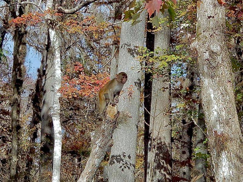 Silver River (Ocala National Forest area)