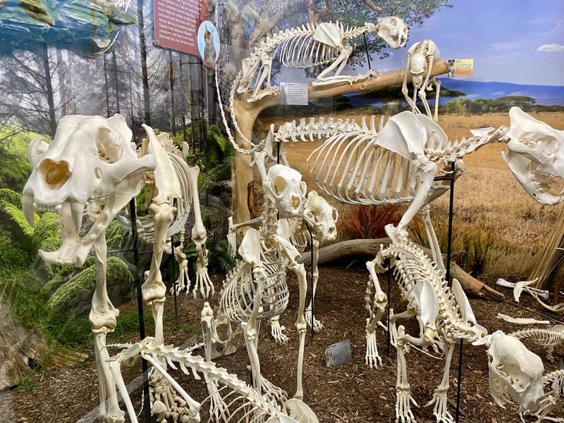 Skeletons: Museum of Osteology