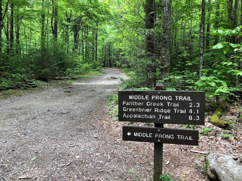 Middle Prong Trail (to Lynn Camp Falls)