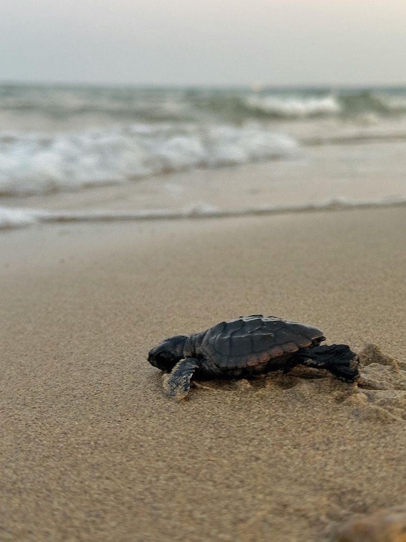 Sea turtle nesting season begins (March–October)