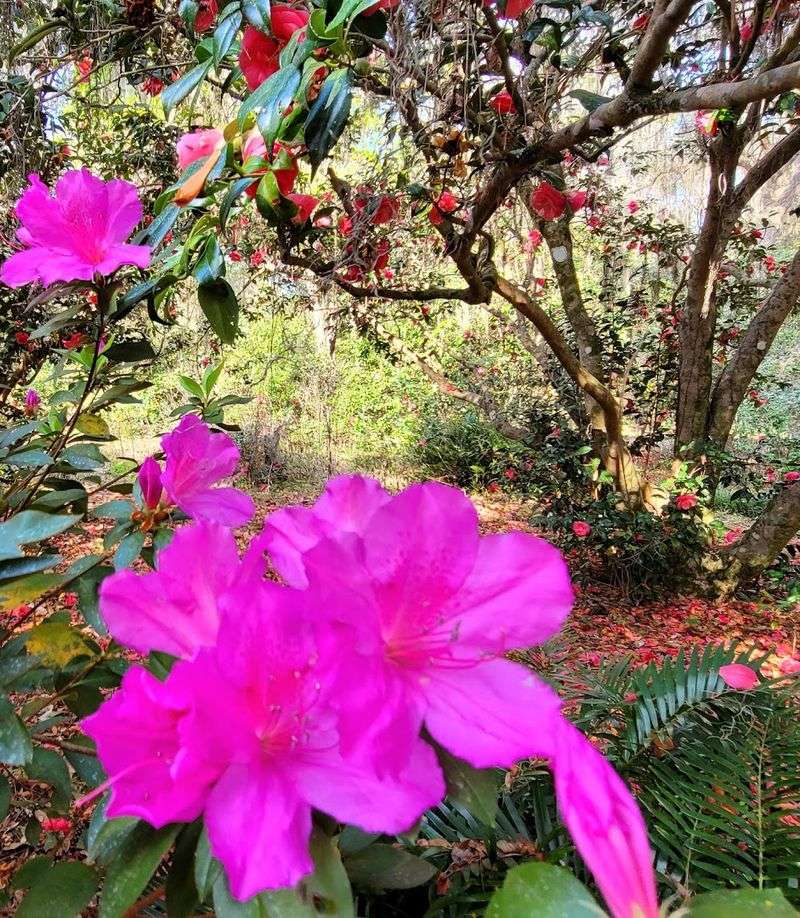 Alfred B. Maclay Gardens State Park (Tallahassee)