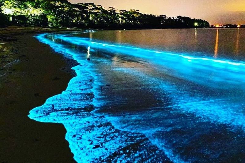 Bioluminescent Water Season (Summer peak: June–September)