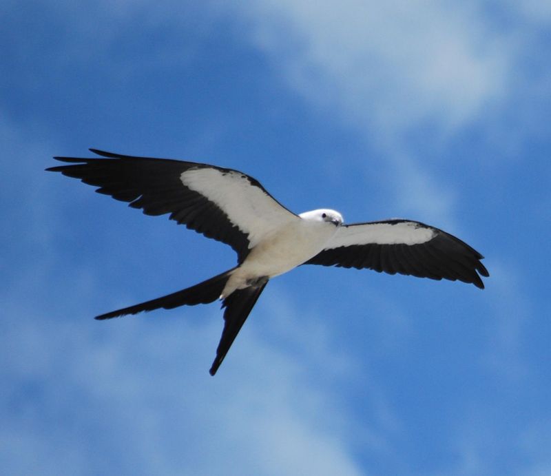 Swallow-tailed Kite Migration