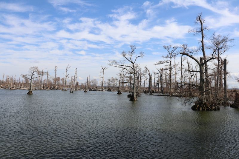 Reelfoot Lake (Tiptonville)