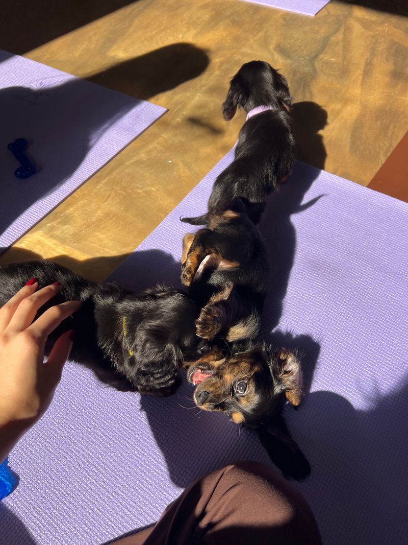 A Yoga Class Unlike Any Other in Orlando