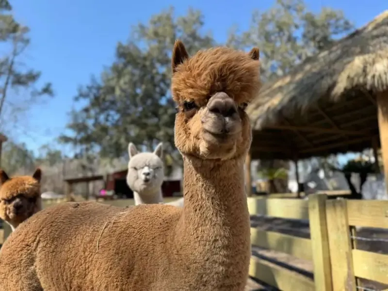 Animal Care And Ethics