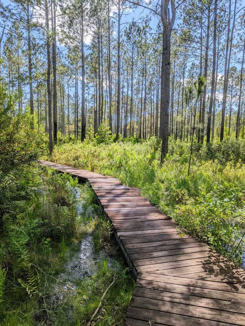 Prairie Creek Preserve (Gainesville / Alachua County)
