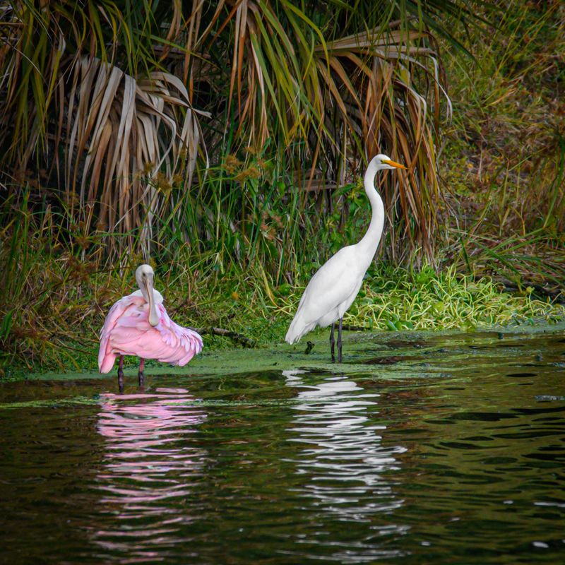 Wakodahatchee Wetlands (Delray Beach)